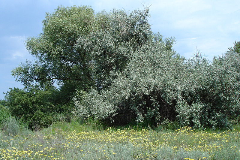 Пойма р. Аксай, image of landscape/habitat.