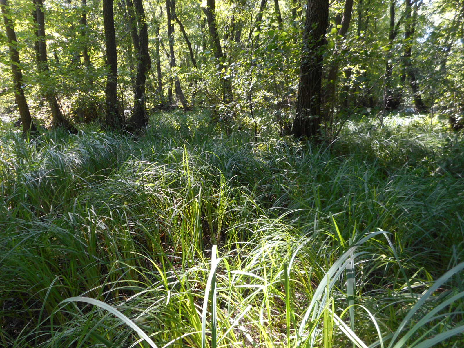 Кинбурнская коса, image of landscape/habitat.