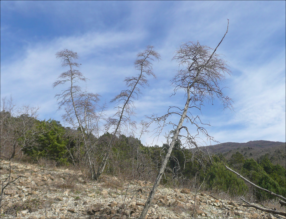 Окрестности мыса Шесхарис, image of landscape/habitat.