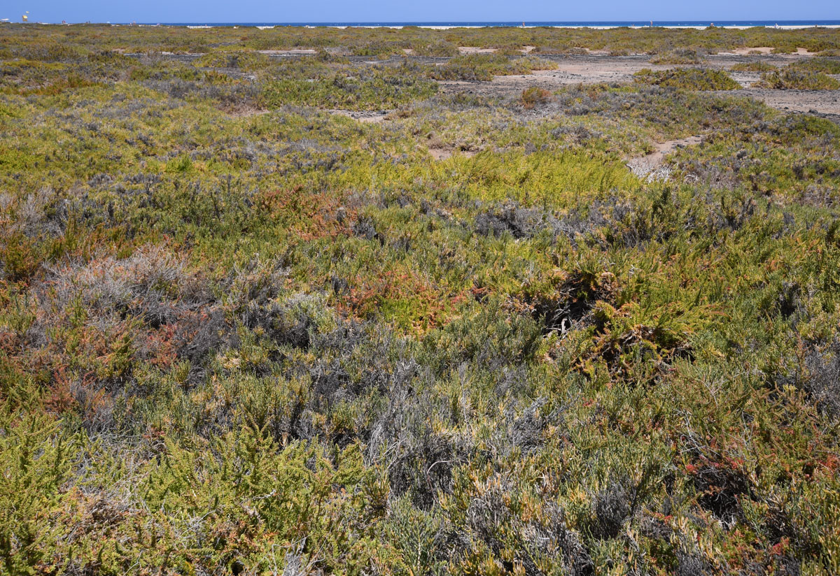 Saladar de Jandia, image of landscape/habitat.