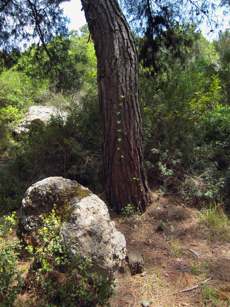 Кемер и окрестности, image of landscape/habitat.