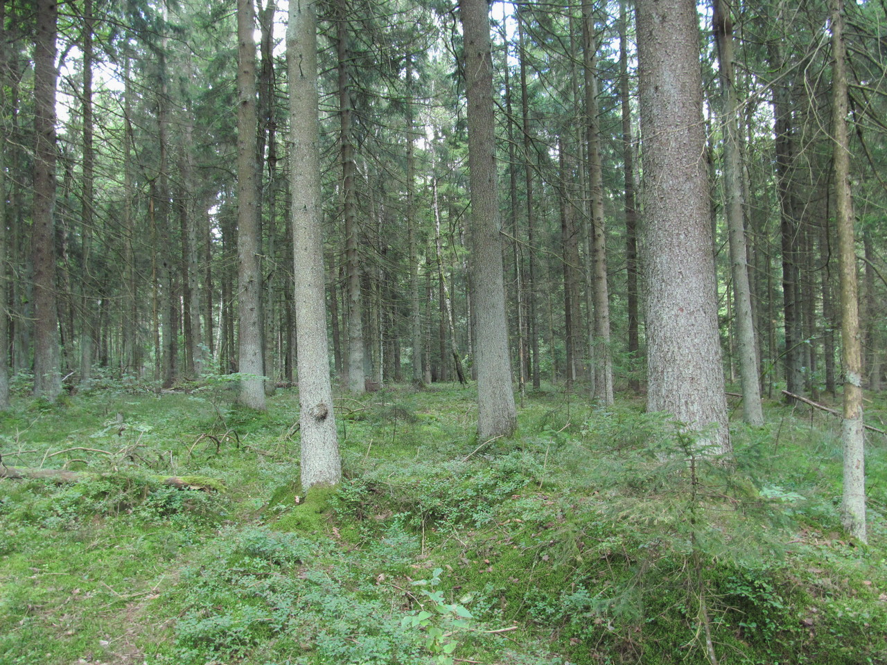 Ботаровский лес, image of landscape/habitat.