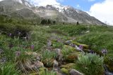 Большое Алматинское ущелье, image of landscape/habitat.