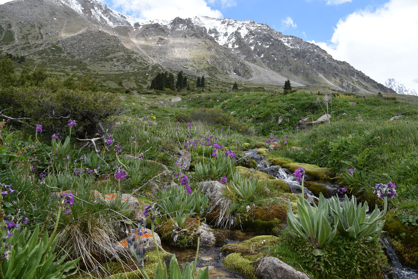 Большое Алматинское ущелье, image of landscape/habitat.