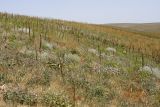 Лощина Акжар, image of landscape/habitat.