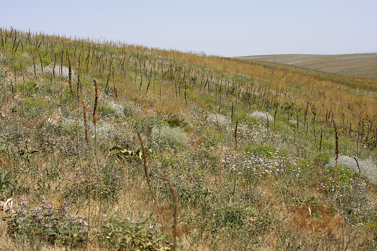 Лощина Акжар, image of landscape/habitat.