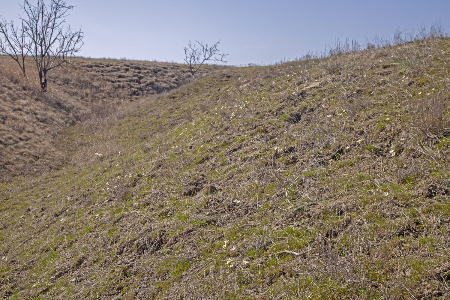 Балка Отрада, image of landscape/habitat.