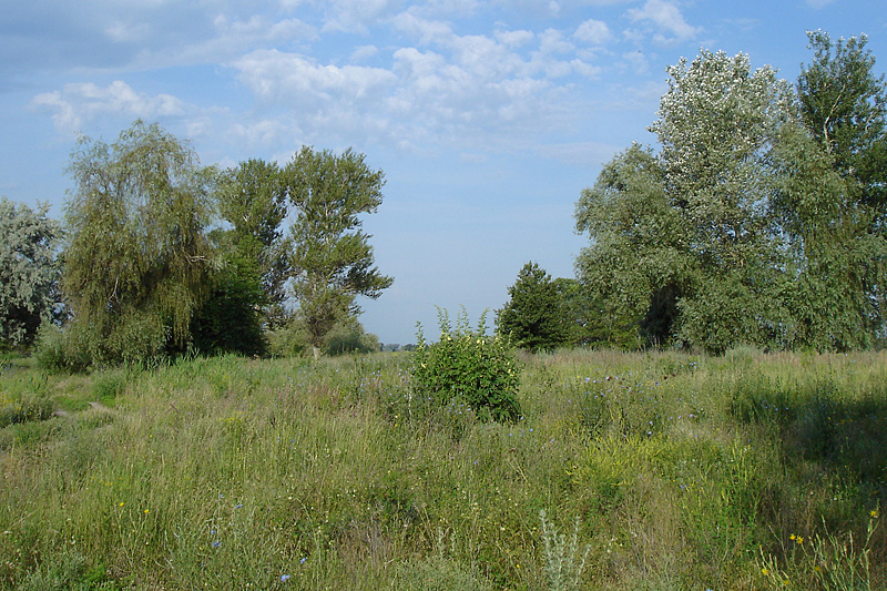 Пойма р. Аксай, image of landscape/habitat.