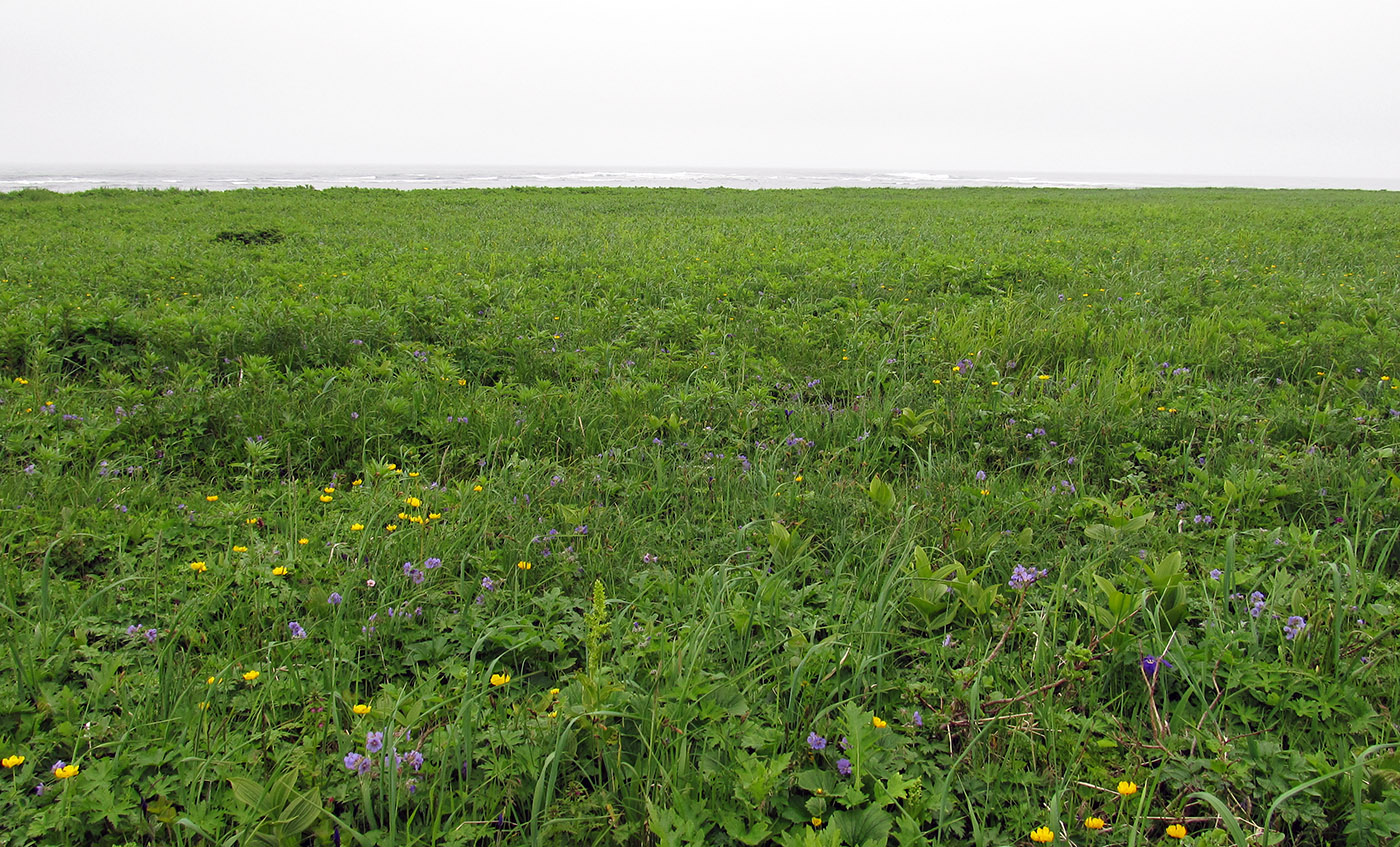 Остров Беринга, image of landscape/habitat.