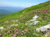 Черногора, image of landscape/habitat.