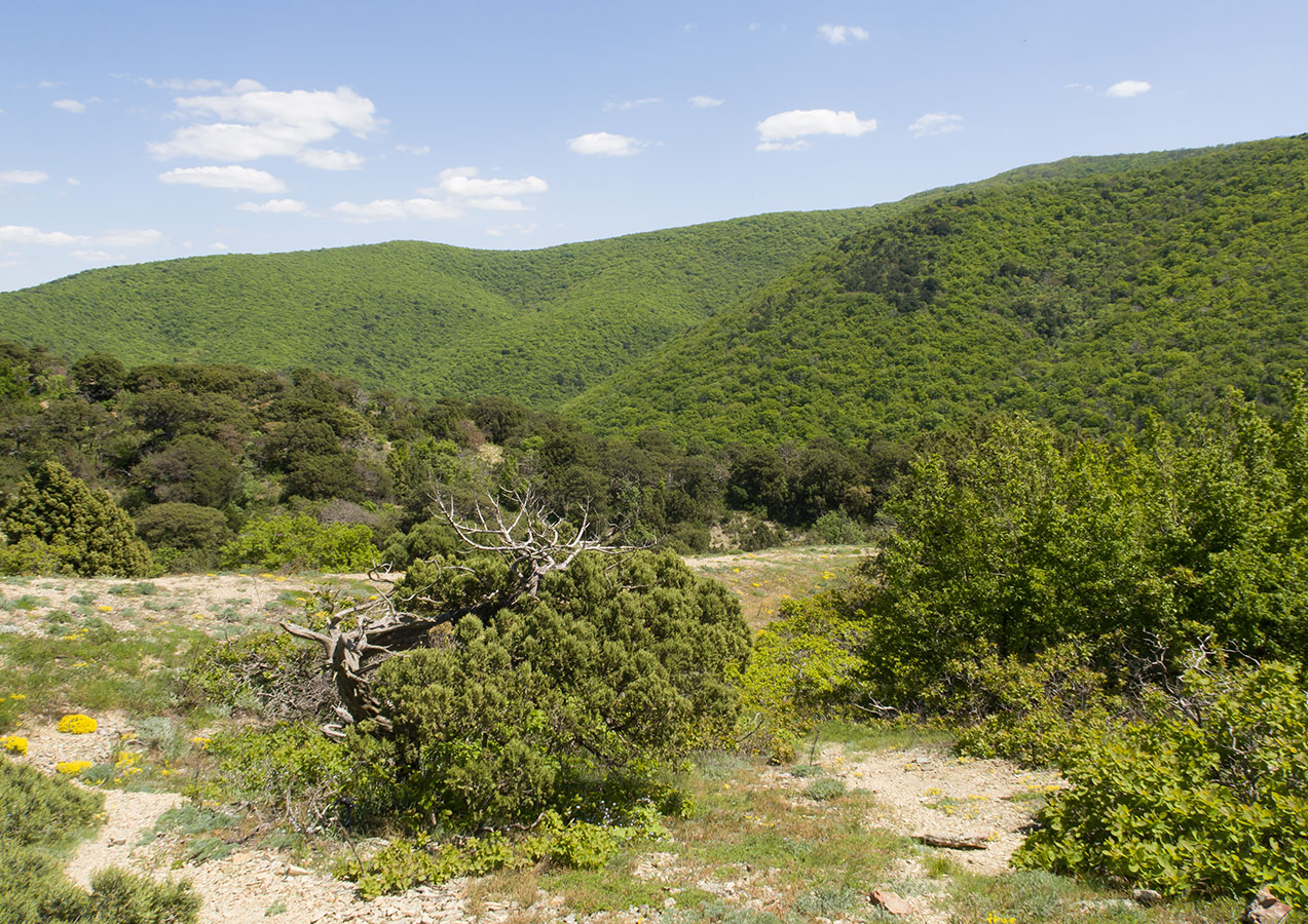 Большой Утриш, гора Солдатская, image of landscape/habitat.