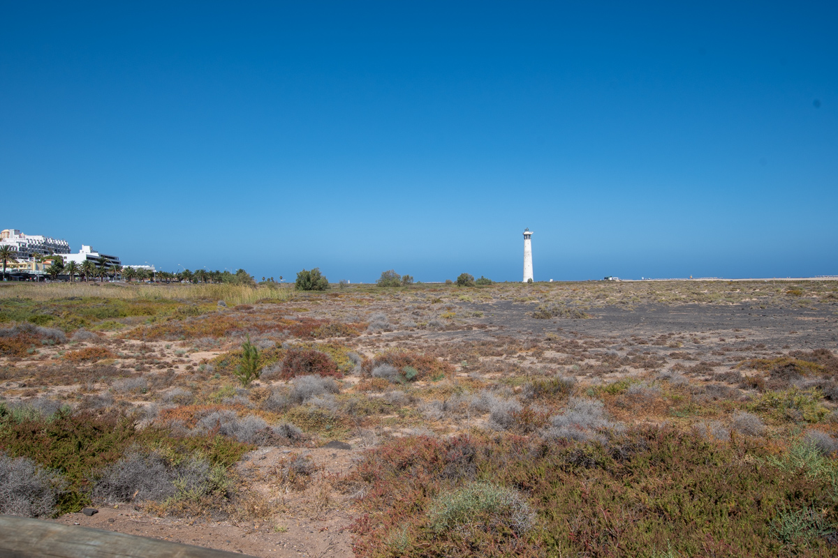 Saladar de Jandia, image of landscape/habitat.