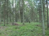 Ботаровский лес, image of landscape/habitat.