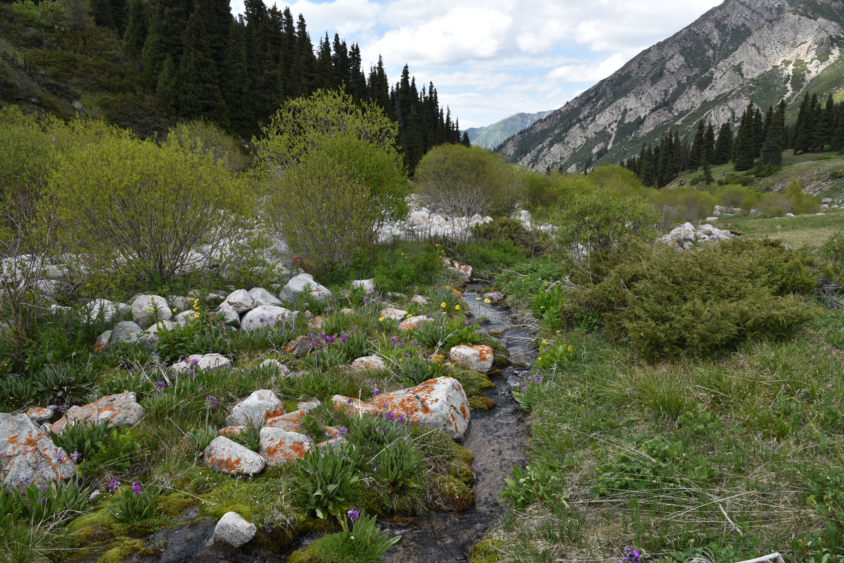 Большое Алматинское ущелье, image of landscape/habitat.