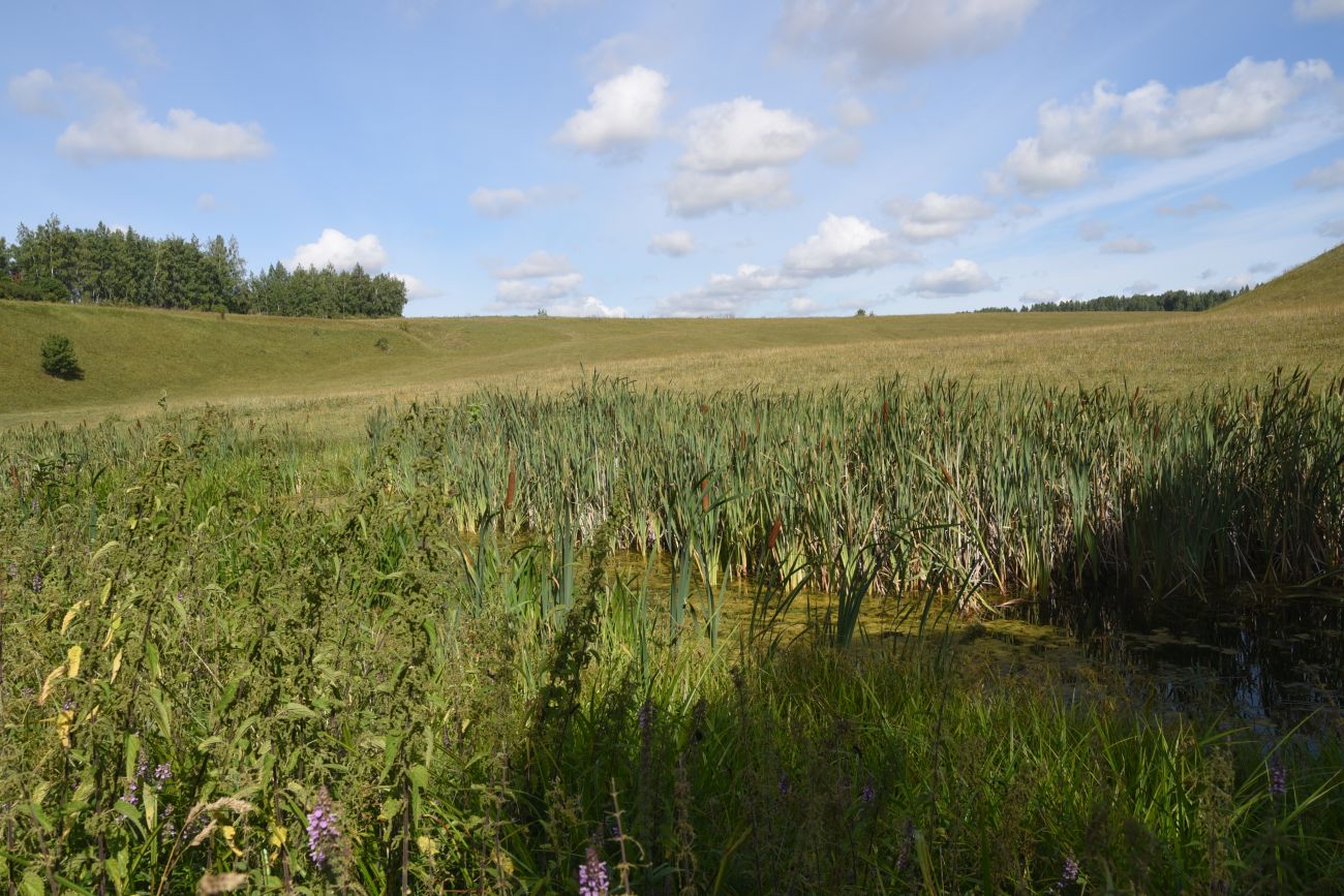 Нижняя часть долины Паники, image of landscape/habitat.