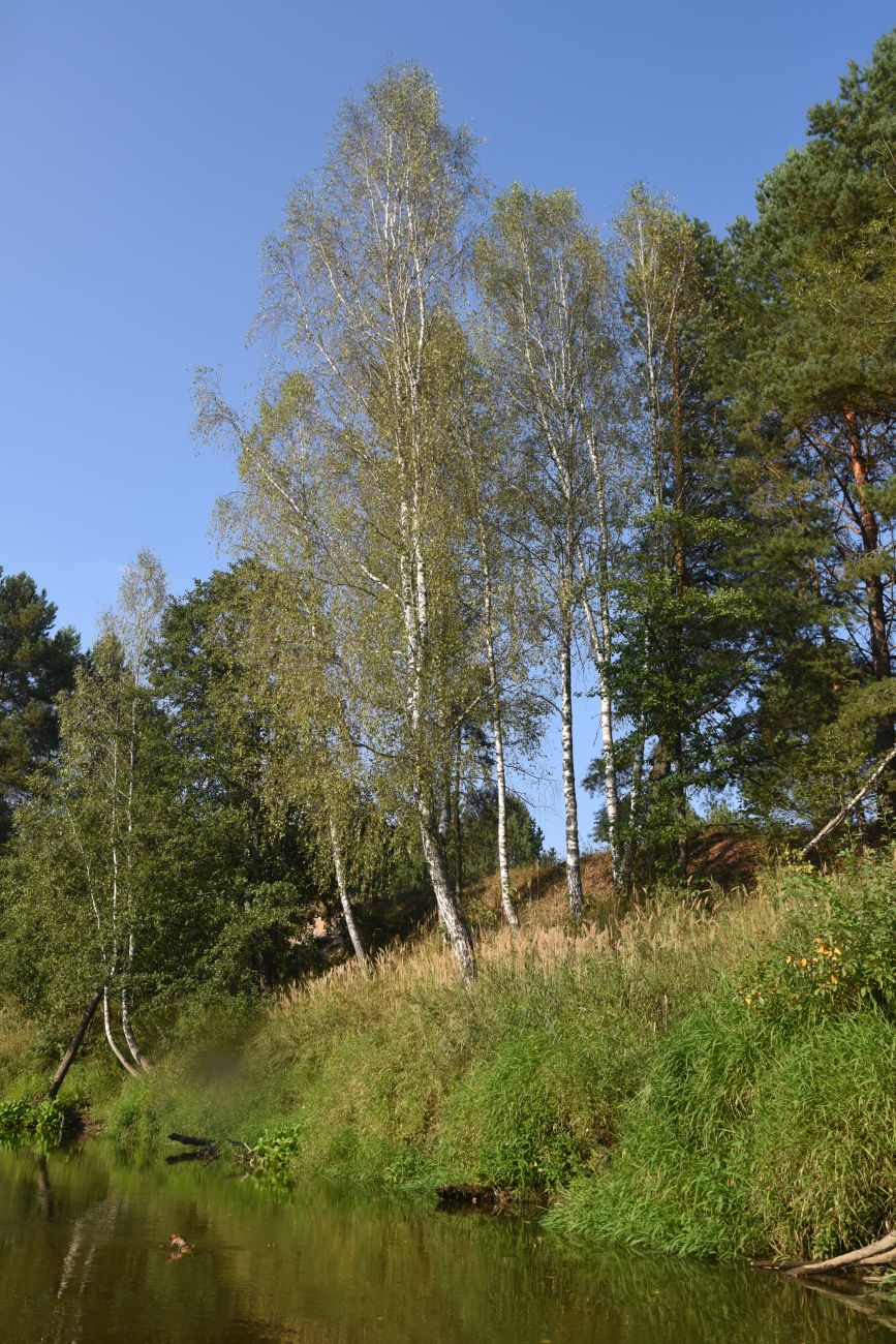 Устье ручья Черебеть, image of landscape/habitat.