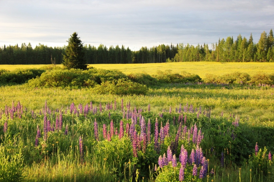 Ропча, image of landscape/habitat.