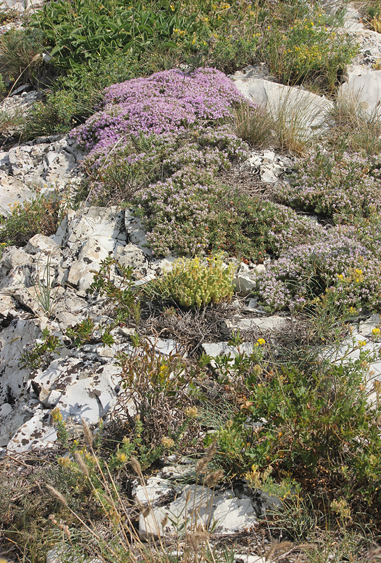 Отроги горы Совхозная, image of landscape/habitat.