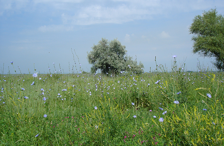 Пойма р. Аксай, image of landscape/habitat.