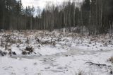 Лес близ Чёлоховского ручья, image of landscape/habitat.