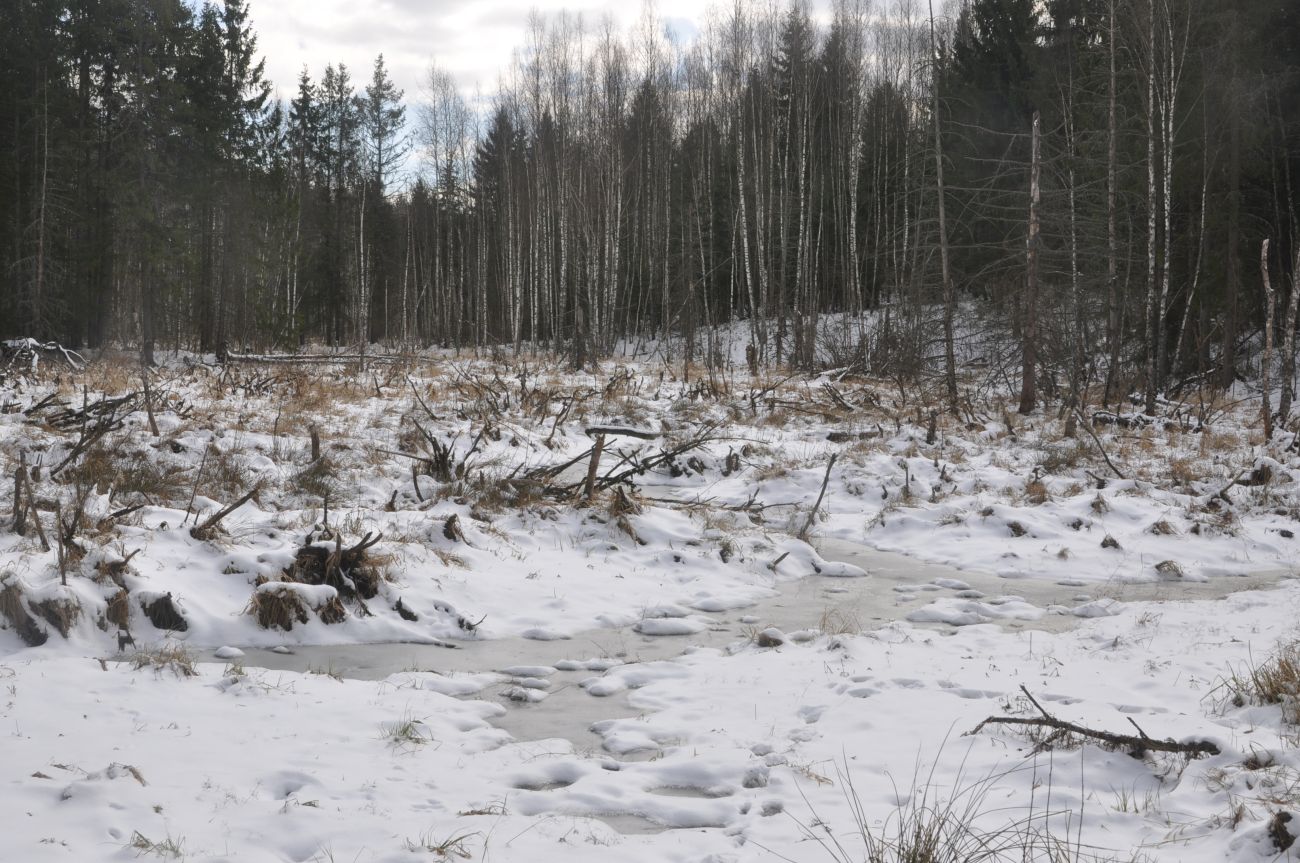 Лес близ Чёлоховского ручья, image of landscape/habitat.