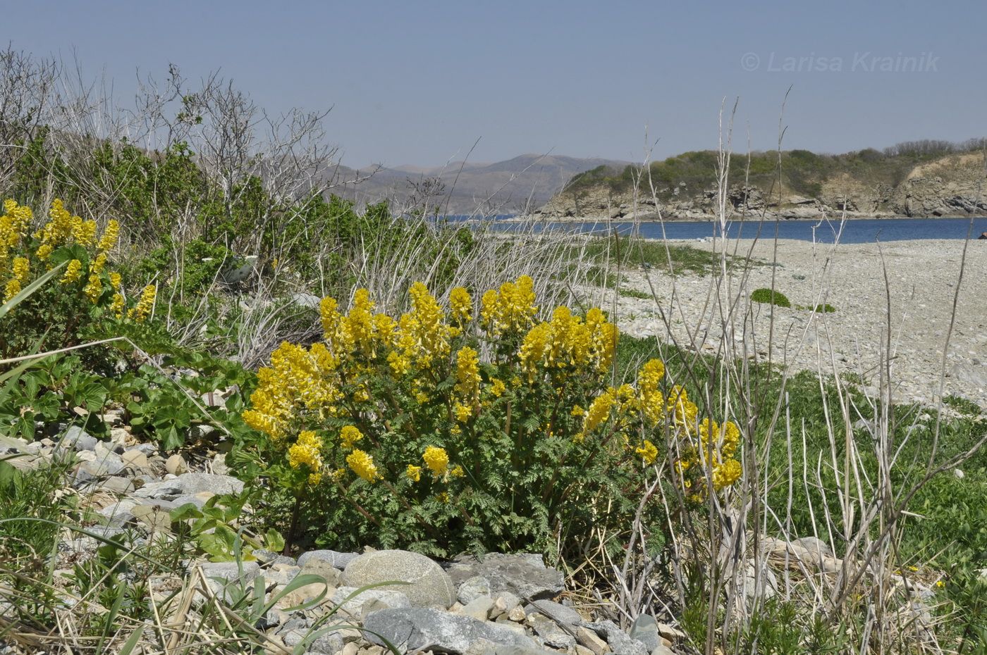 Бухта Тёплая и окрестности, image of landscape/habitat.