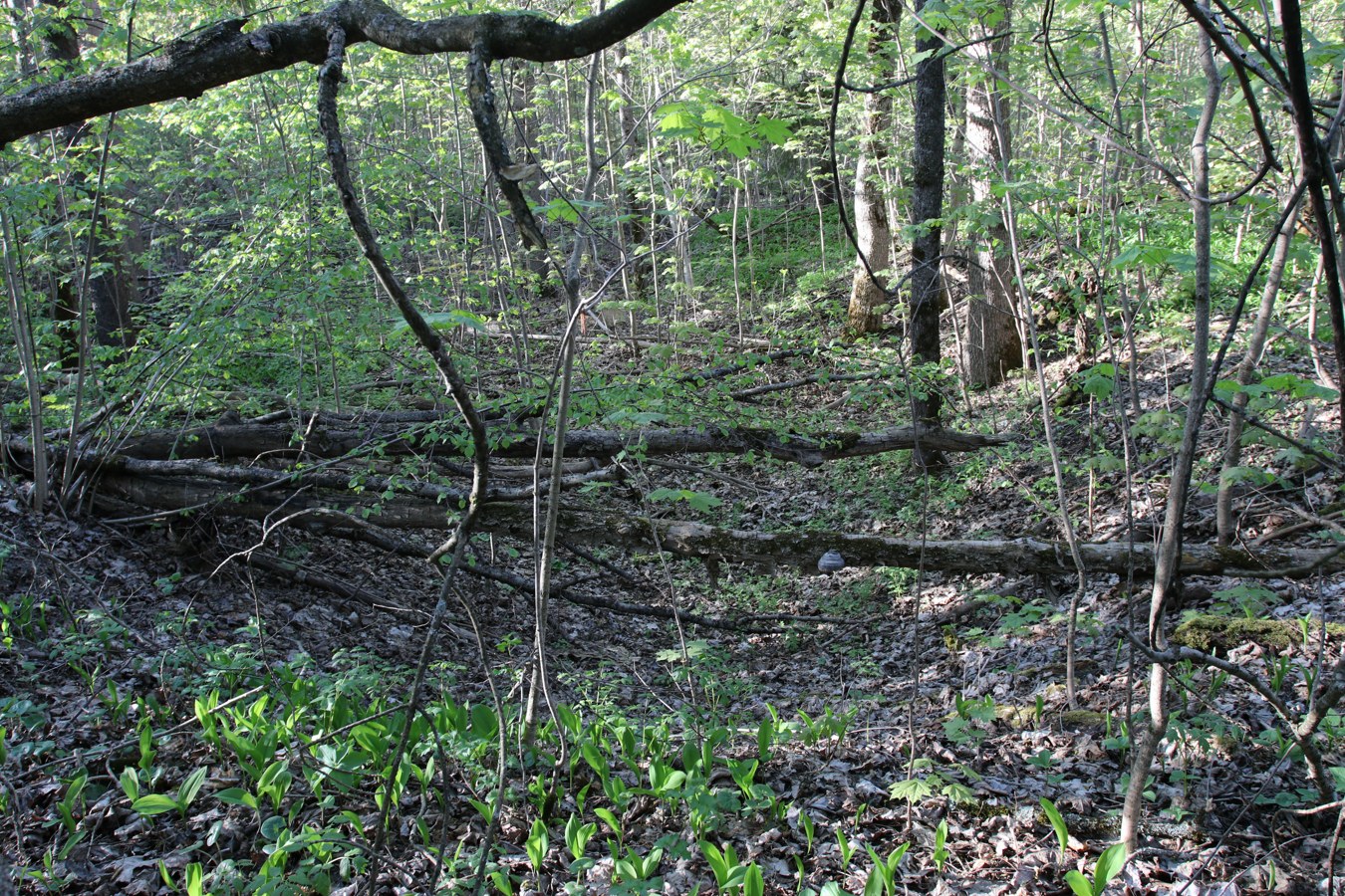 Вильповицы, изображение ландшафта.