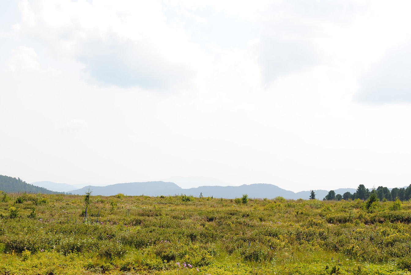 Семинский перевал, image of landscape/habitat.