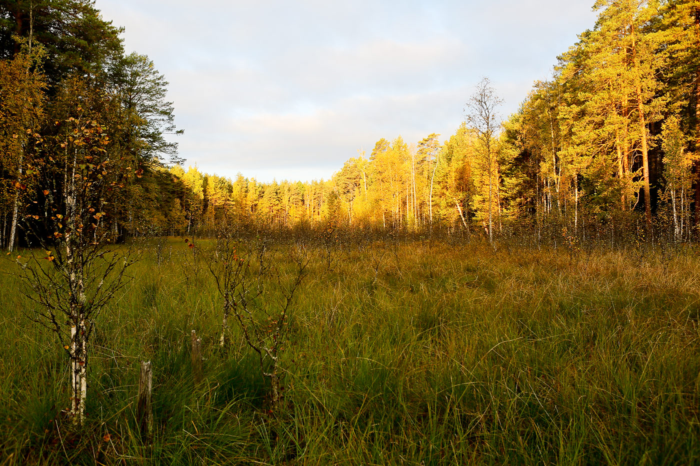 Кунчурихинский бор, image of landscape/habitat.