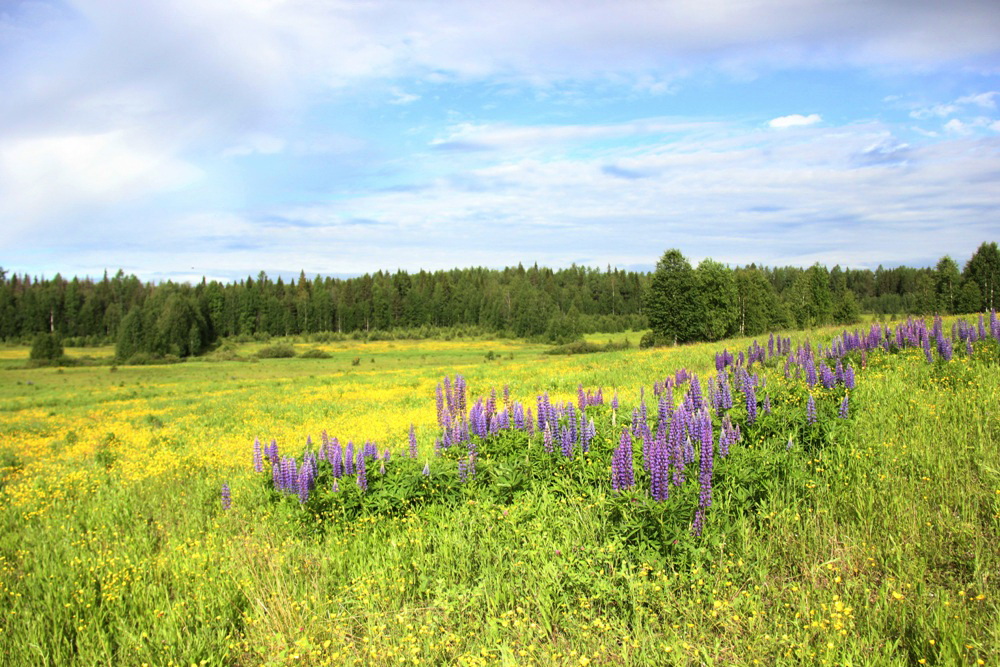 Ропча, image of landscape/habitat.