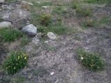 Дальние Зеленцы, image of landscape/habitat.
