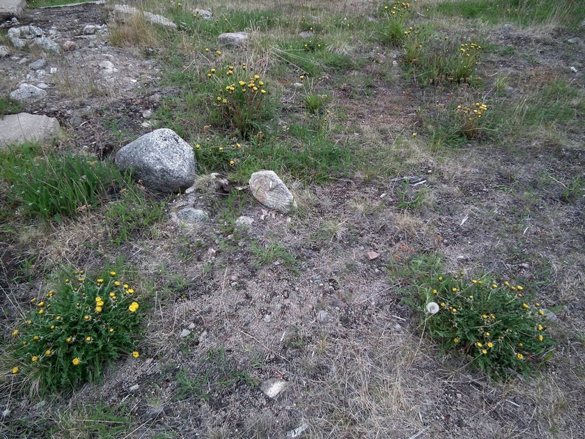 Дальние Зеленцы, image of landscape/habitat.
