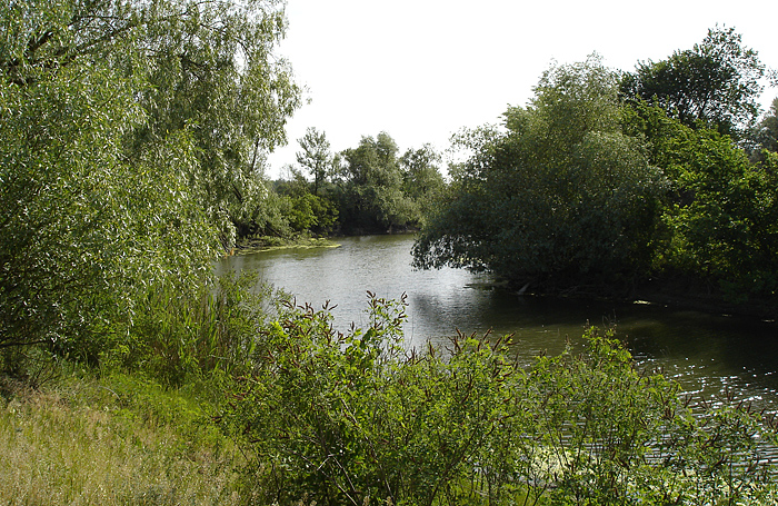 Пойма р. Аксай, image of landscape/habitat.