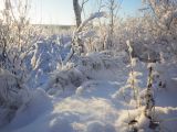 Лаппелово, image of landscape/habitat.