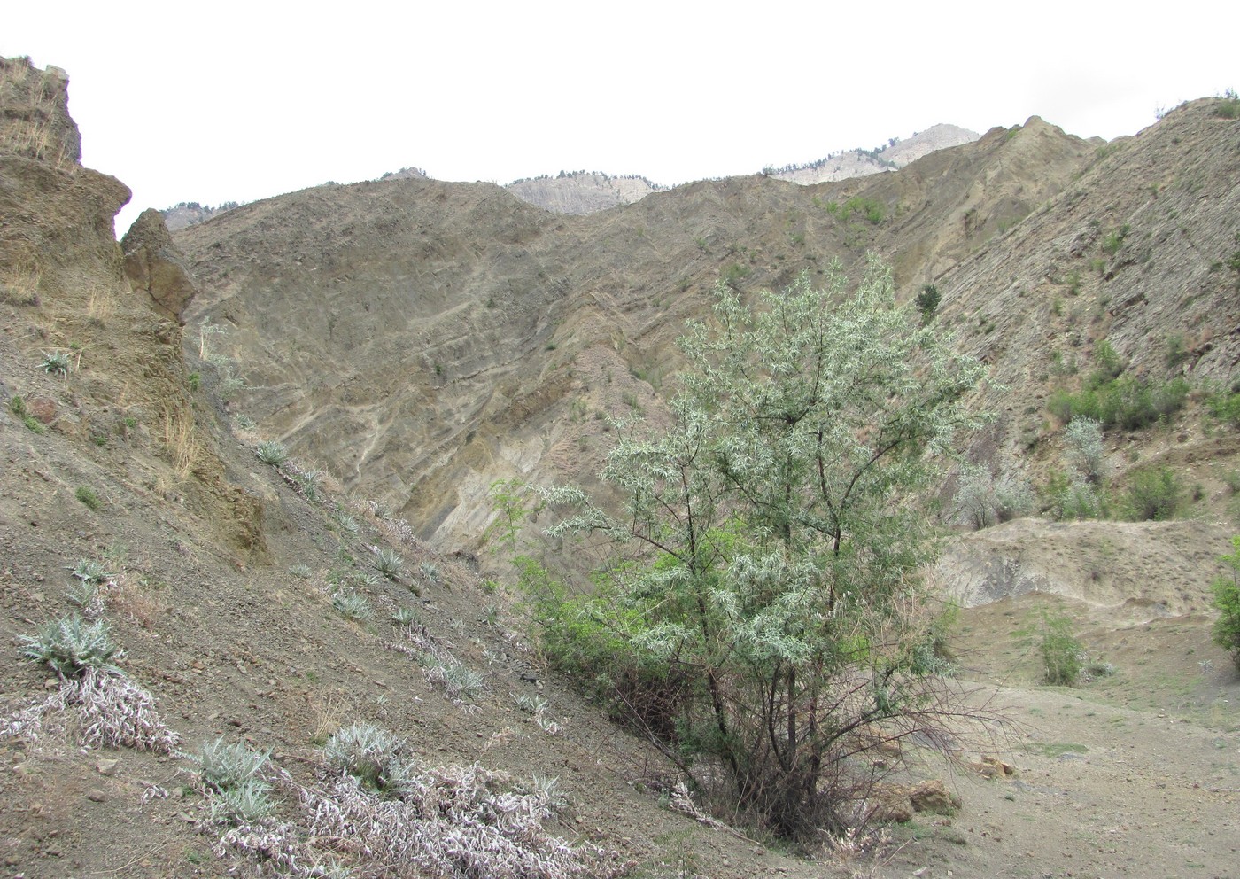 Долина Ирганайского вдхр., image of landscape/habitat.