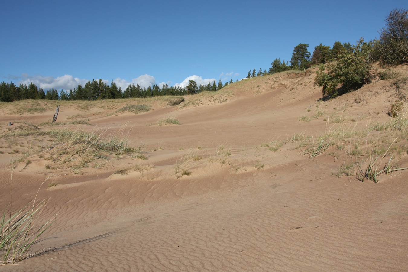 Устье Тулоксы, image of landscape/habitat.