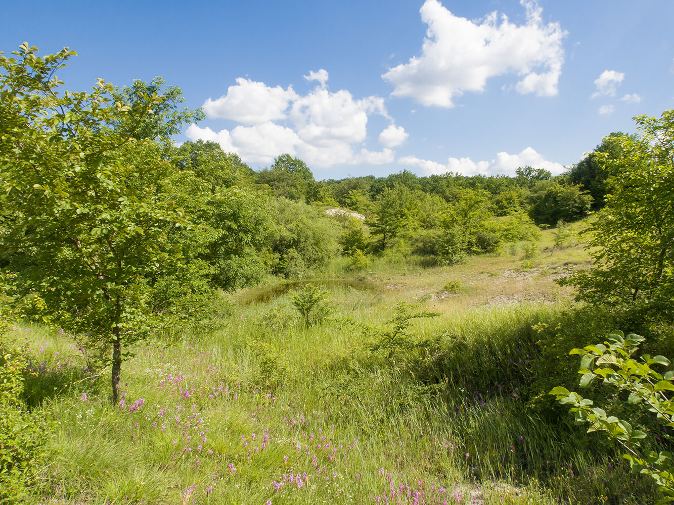 Озерцо на дне карьера, image of landscape/habitat.