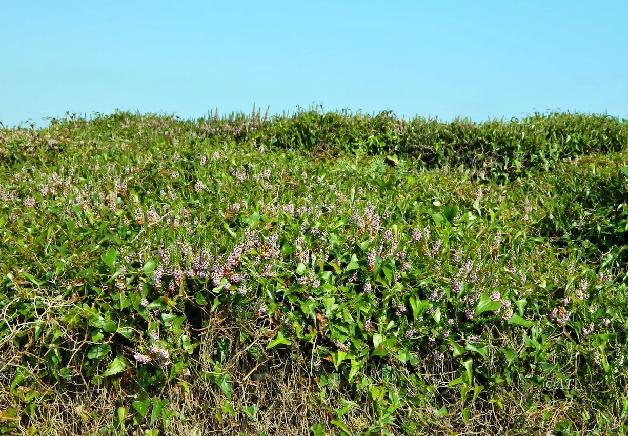 Окрестности Луанко, image of landscape/habitat.