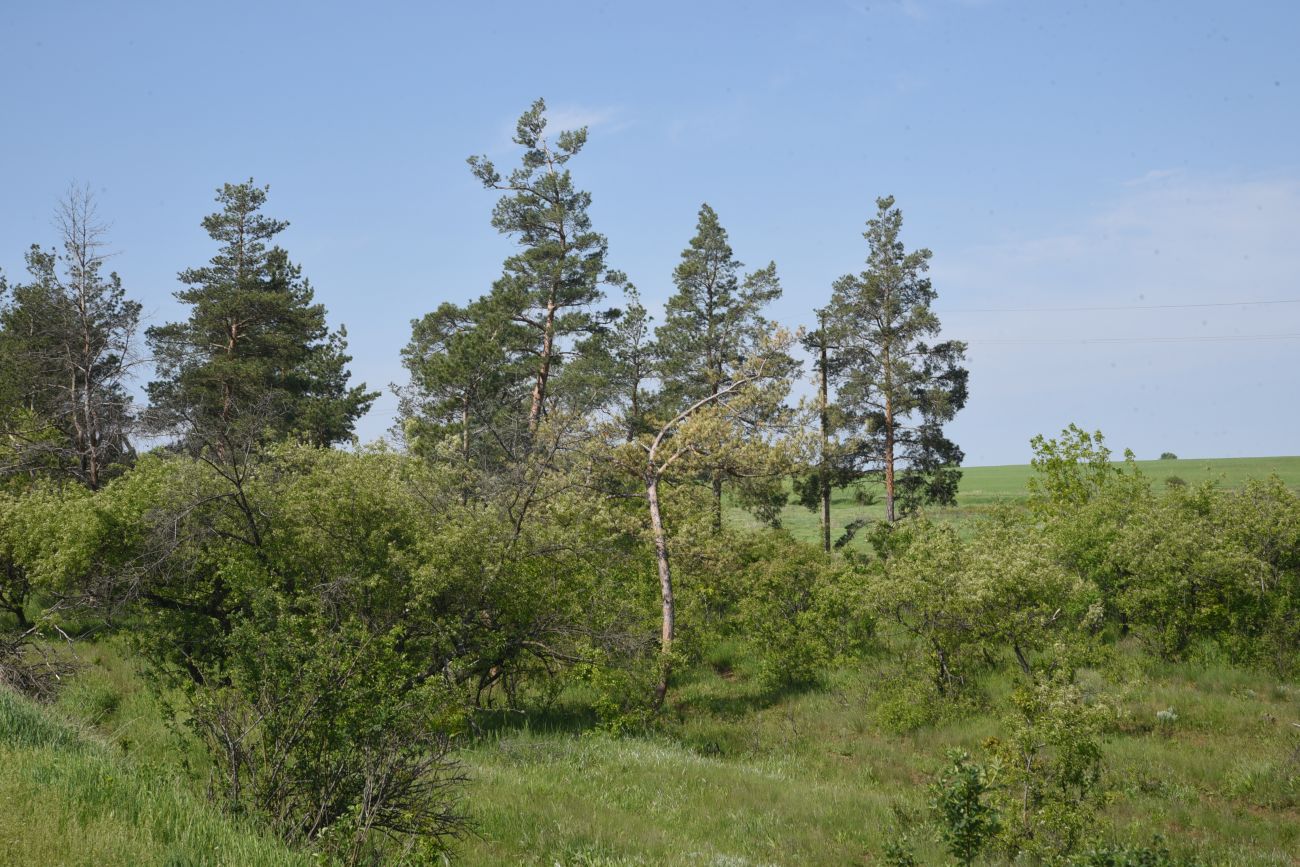 Окрестности села Провалье, изображение ландшафта.
