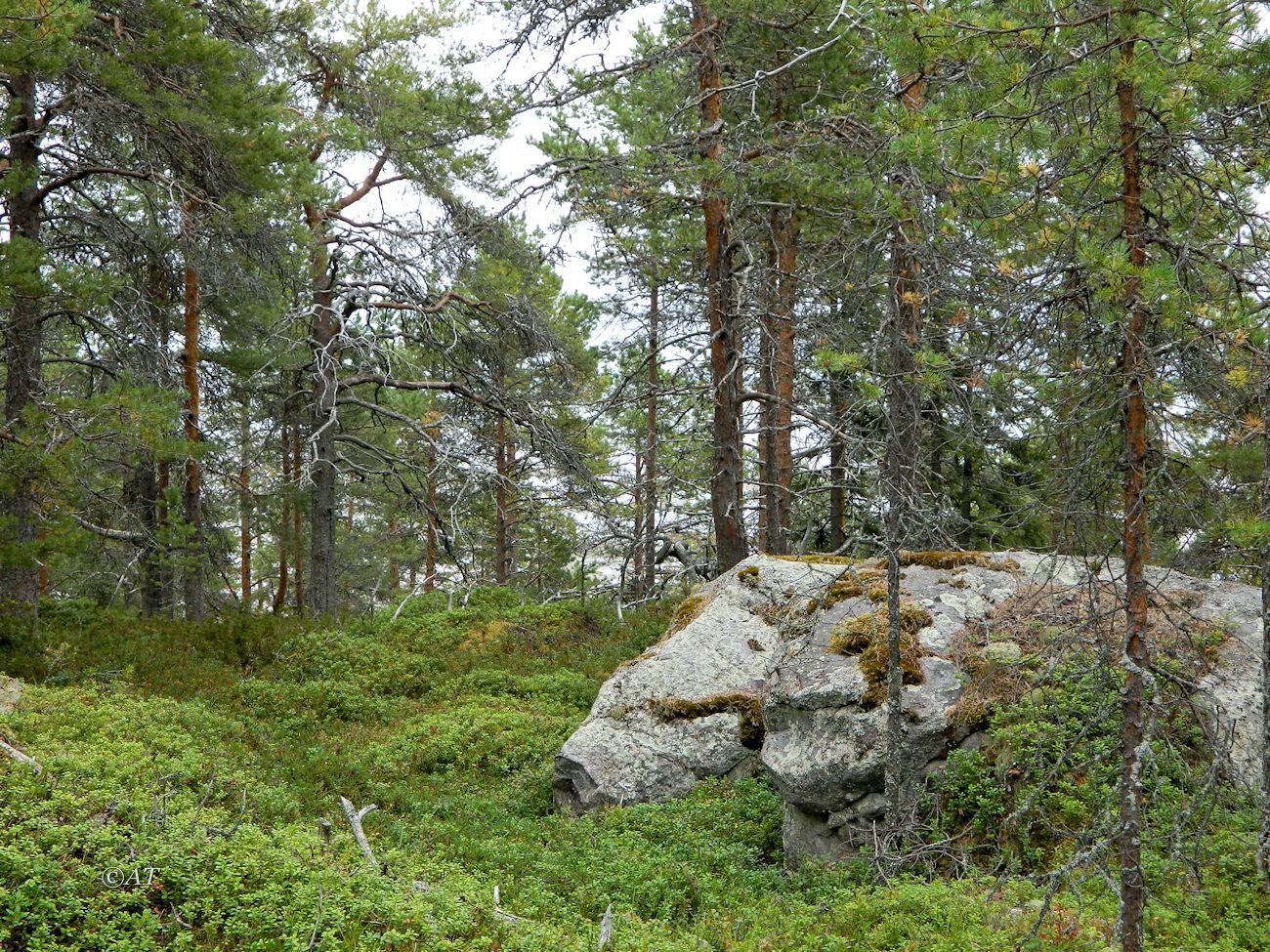 Унежма, image of landscape/habitat.