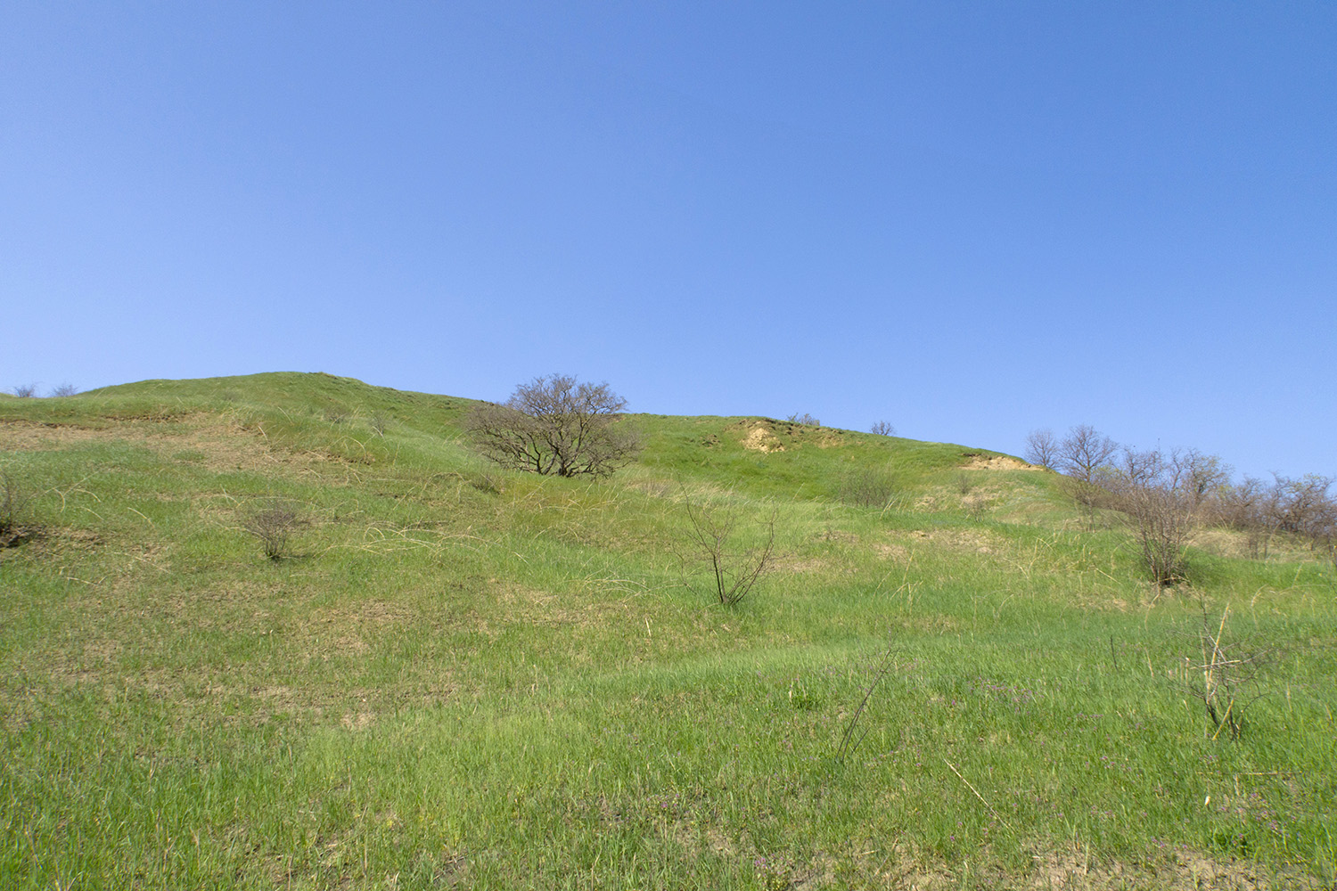 Дубовый Рынок, image of landscape/habitat.