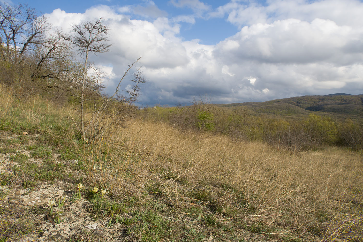 Зарастающий мергелевый карьер, image of landscape/habitat.