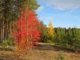 Маджа, image of landscape/habitat.