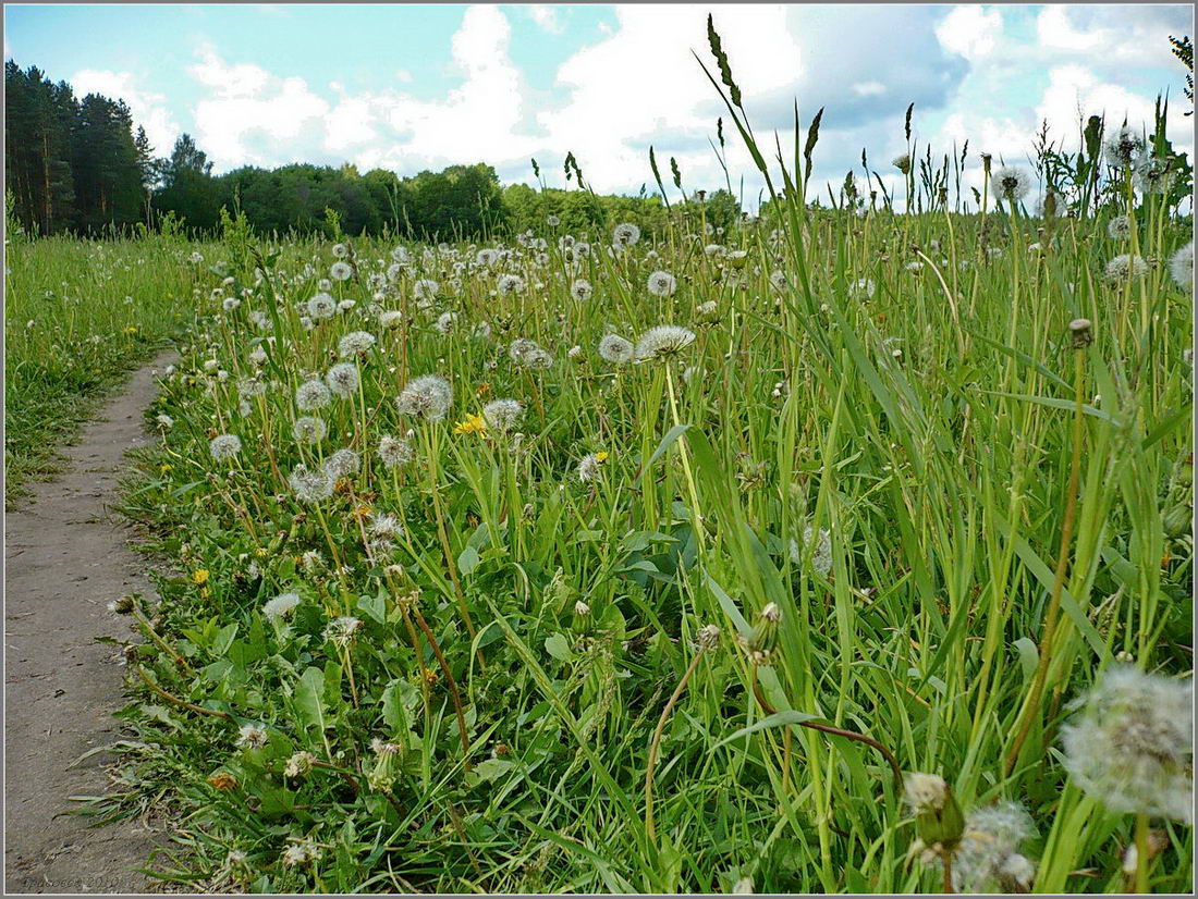 Урочище Низкое поле, image of landscape/habitat.