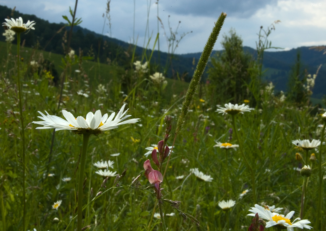 Сема, image of landscape/habitat.