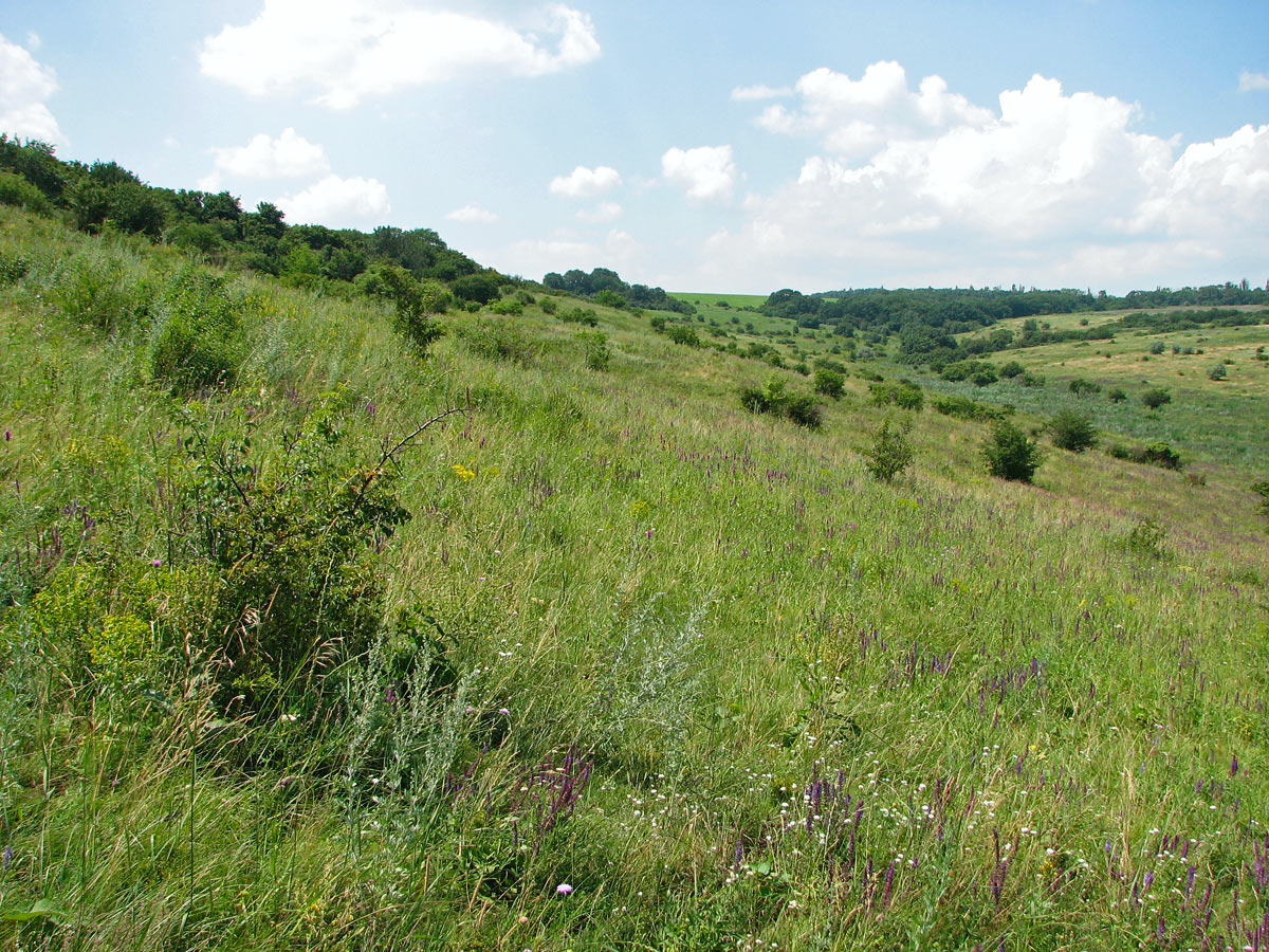 Калиновка, image of landscape/habitat.