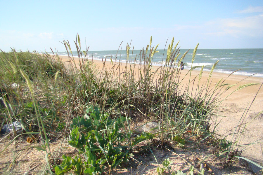 Арабатская стрелка, image of landscape/habitat.