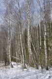 Лес близ Чёлоховского ручья, изображение ландшафта.