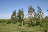 Окрестности села Провалье, image of landscape/habitat.