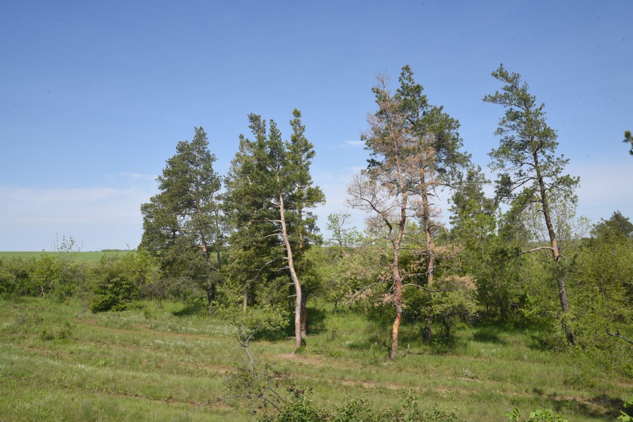 Окрестности села Провалье, image of landscape/habitat.